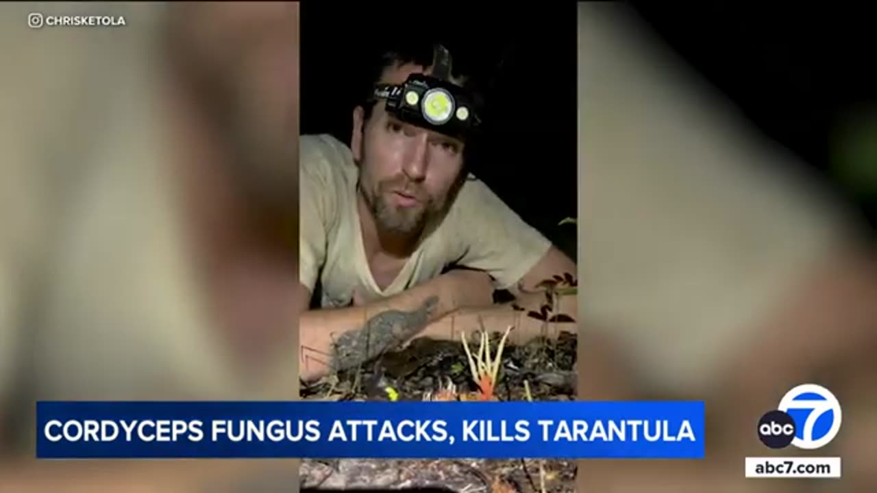 Zombie fungus that inspired "The Last of Us" attacks, kills tarantula