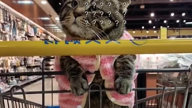 Master tiger tiger airCat supermarket # # # # cat cute to explosion of spoil god...