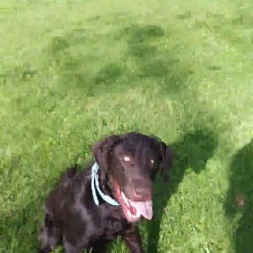 Happy Birthday Murphy