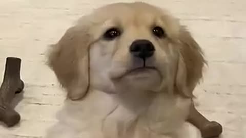 Cute dog song