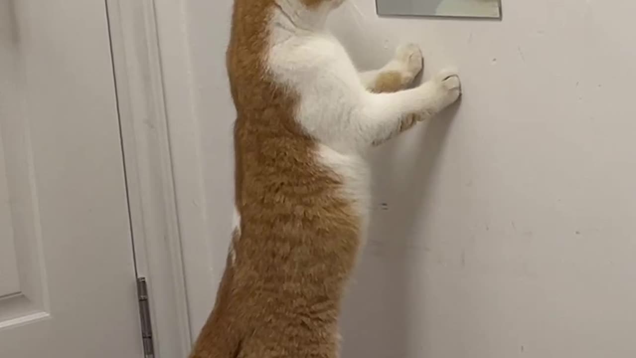 Curious Kitten Meets Its Reflection