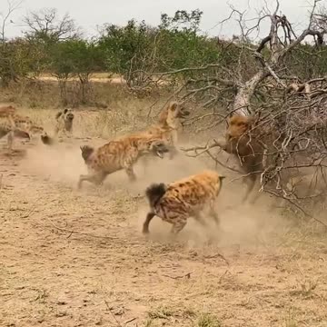 Wild life || lion s attack@wildlife173 21 September 2023