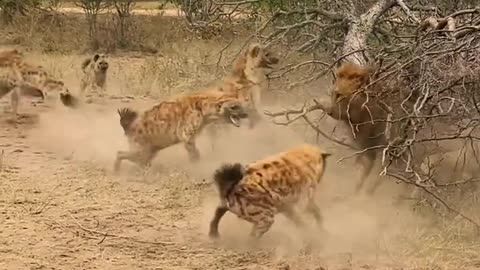 Wild life || lion s attack@wildlife173 21 September 2023