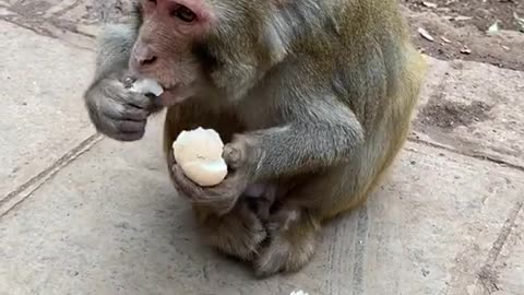 Vidéo amusante