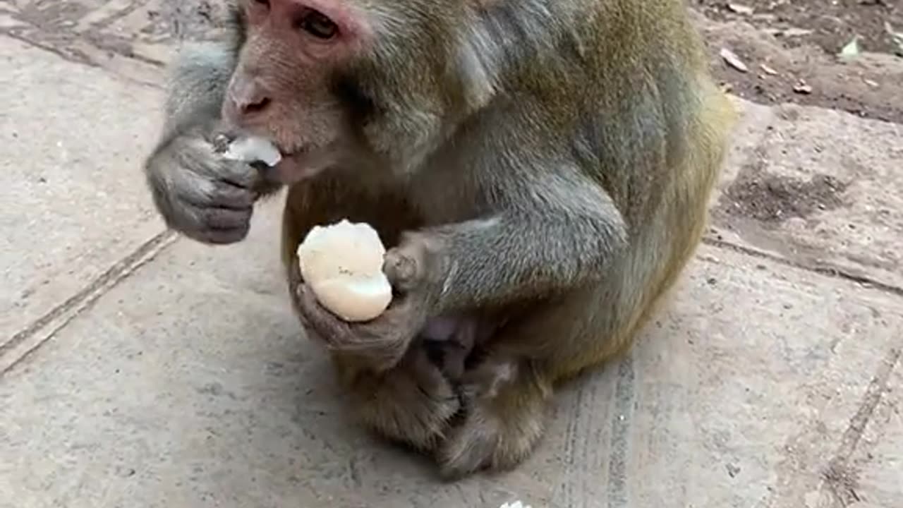 Vidéo amusante
