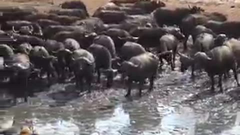 Lion hunting down the calf