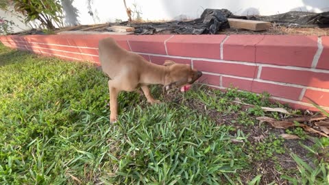 FAQ Training new puppy to be a Hog dog