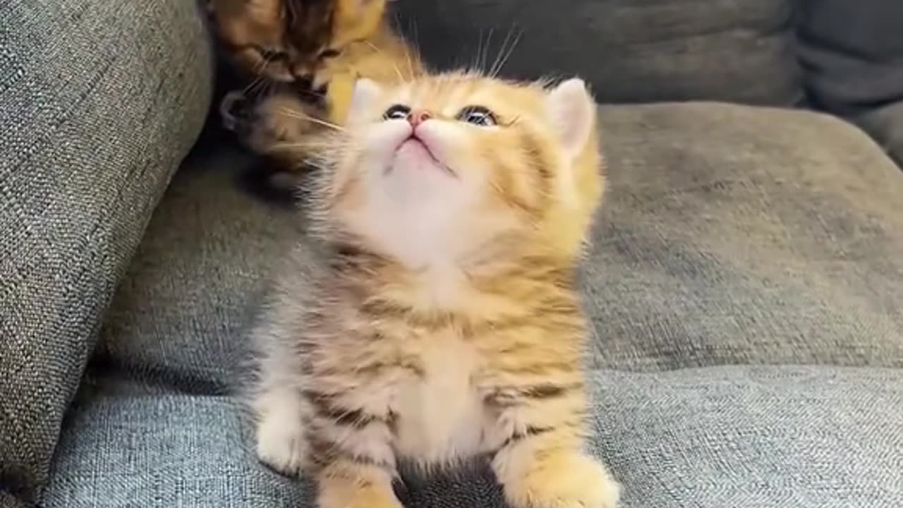 Angry kittens ⋆˚🐾˖°⋆˚🐾˖°