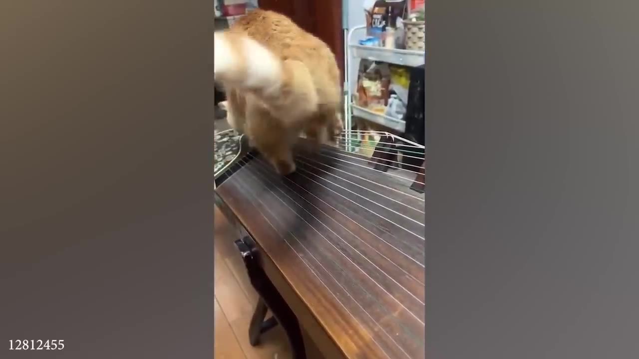 funny cats