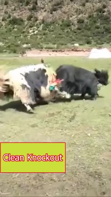 Yak vs Yak: The fight for dominance #shorts #viral #shortsvideo