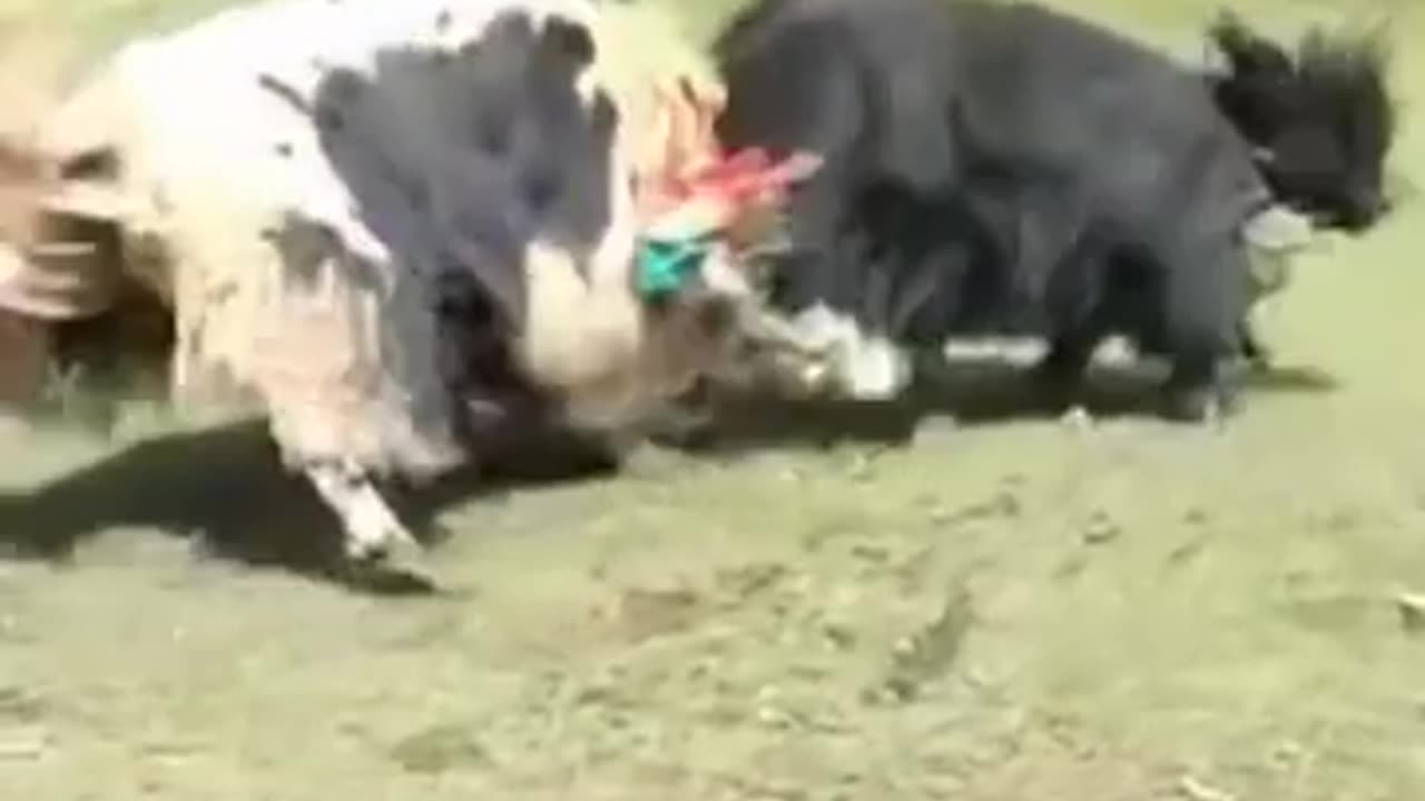 Yak vs Yak: The fight for dominance #shorts #viral #shortsvideo