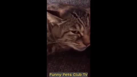 Funniest Cat and Dog Videos