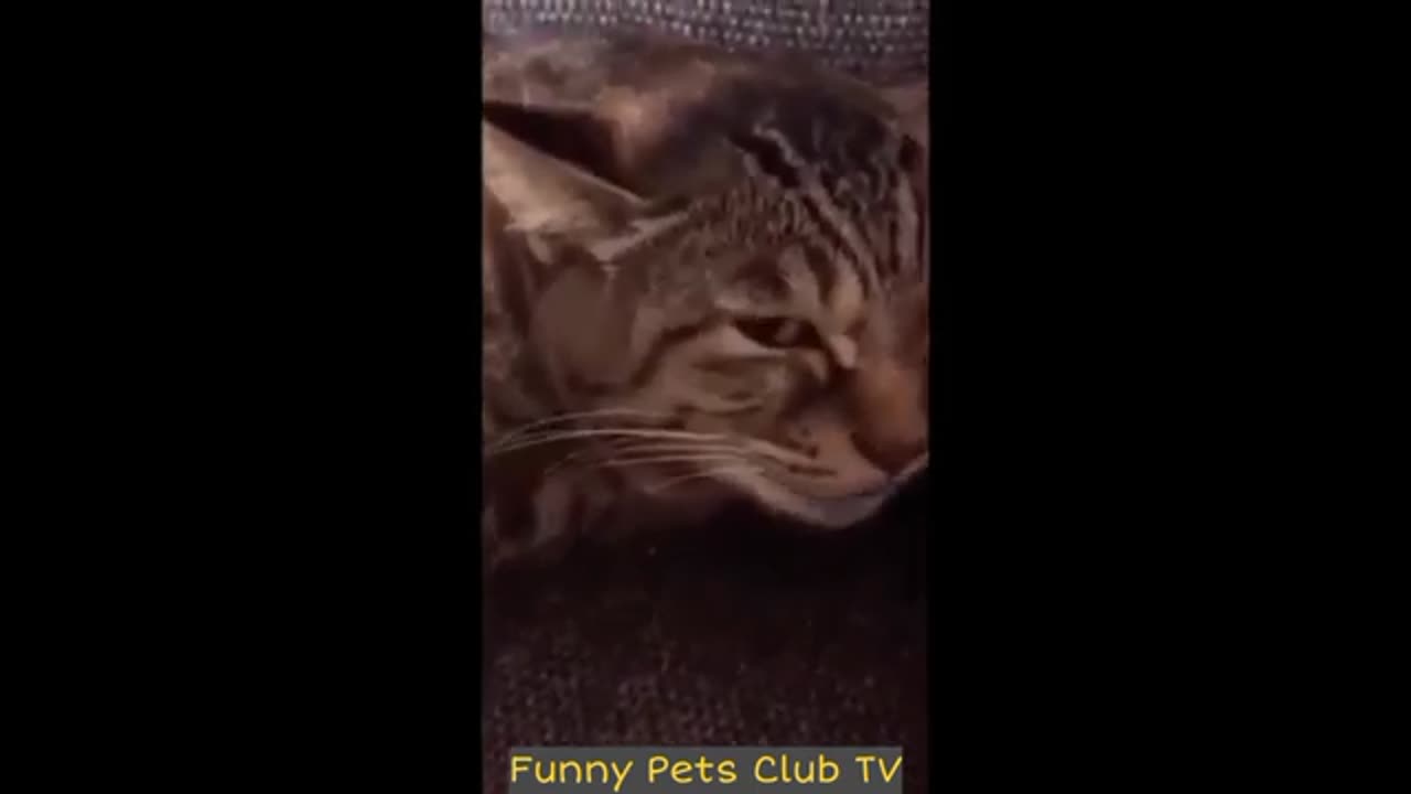 Funniest Cat and Dog Videos