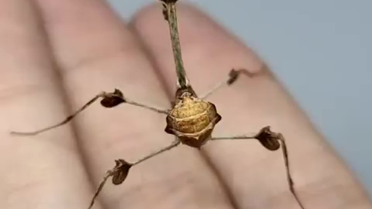 Gongylus gongylodes~Also known as the wandering violin mantis Like a twig with its appendages resembling dried Leaves