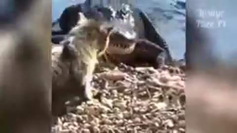 Lustiges Tiervideo 1