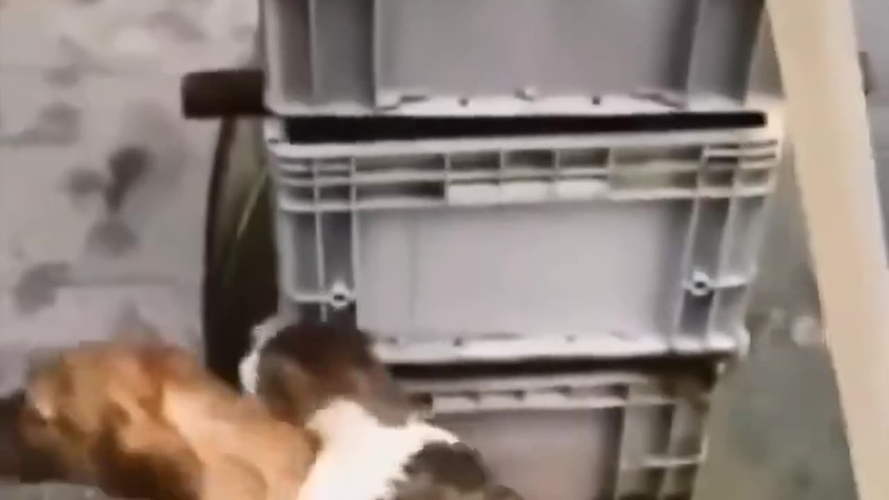 There is humanity in animals..🥰