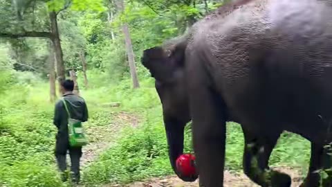 Elephants bring toys, and we take