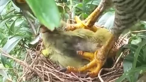 Poor baby bird eaten by hawk #birds #animals #wildlife #nature