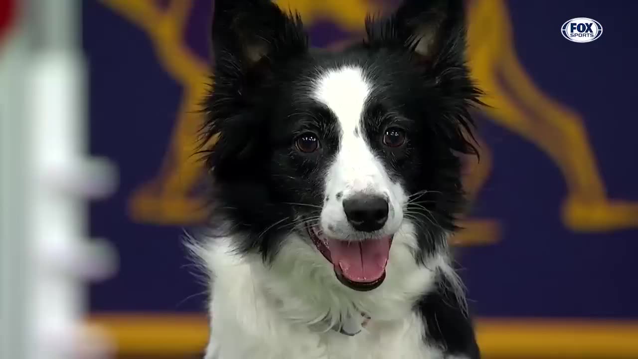 Watch 5 of the best WKC Dog Show moments to celebrate National Puppy Day | FOX SPORTS