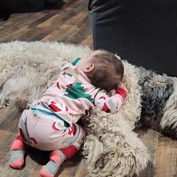 Nestle Jane the High Maintenance Goldendoodle Gets Some Lovin