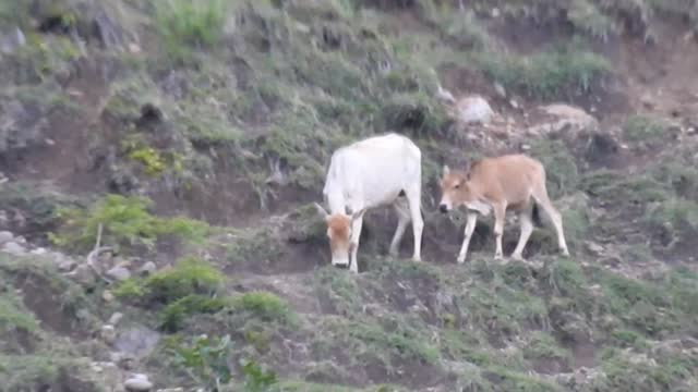 Wild Cows on A Steep Hill | Aceh - Sumatra