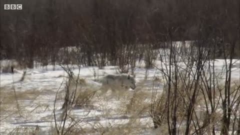 Wolf Pack Hunts Buffalo Herd | BBC Earth