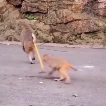 Monkey family enjoying