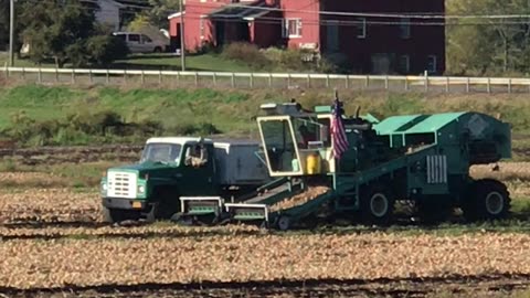 onion harvest