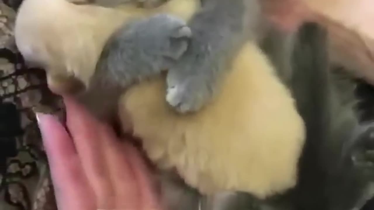 Cute cat