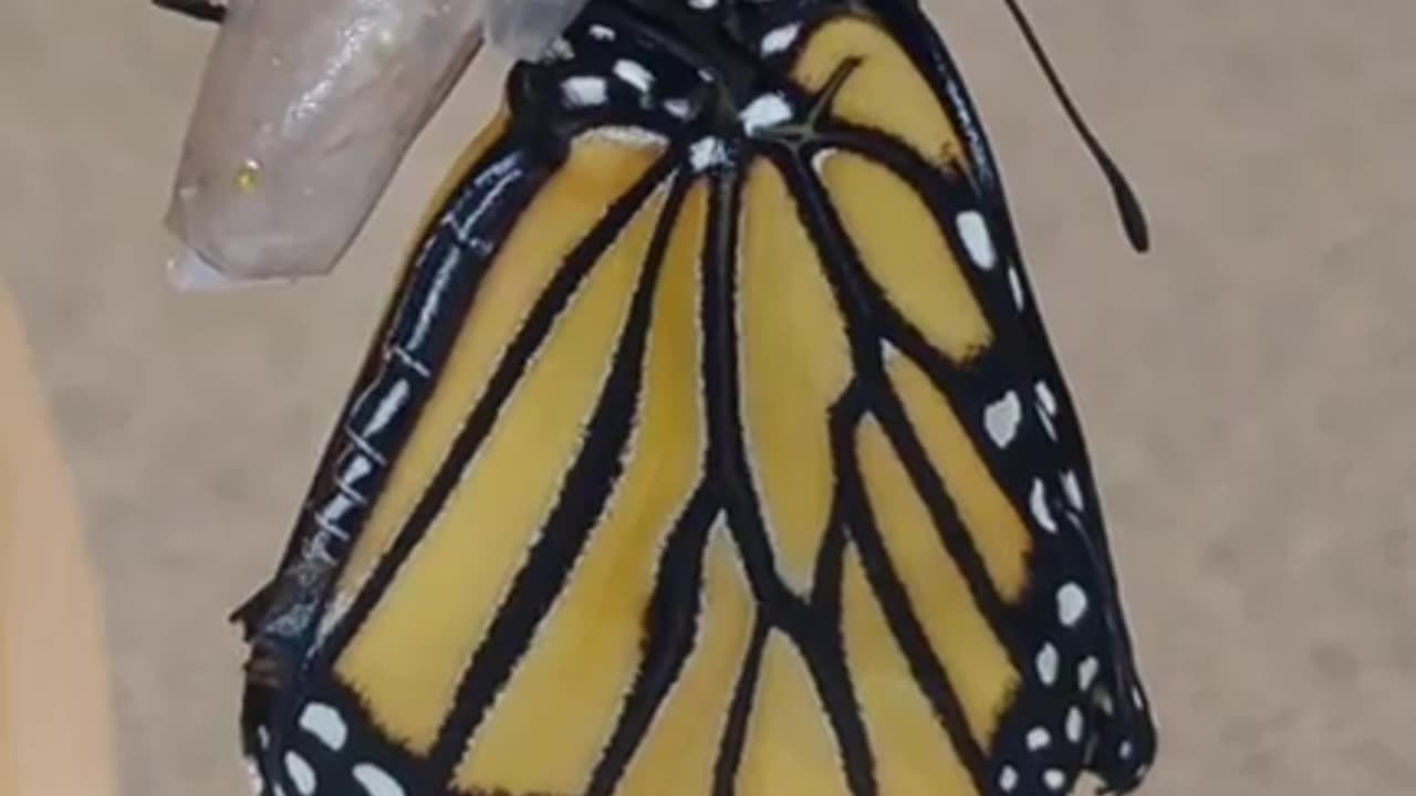 Monarch Butterfly Season 2024 Part 15