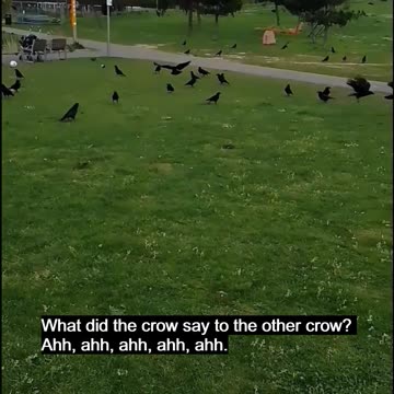 Crows