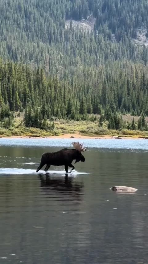 Moose taking a walk