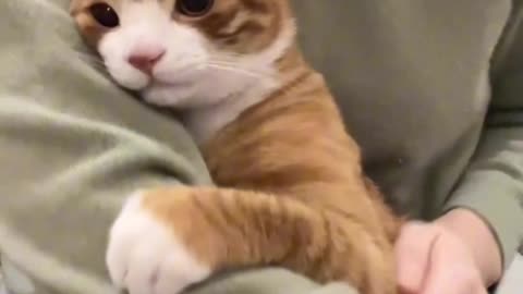 Funny and Cute Cats Videos #360