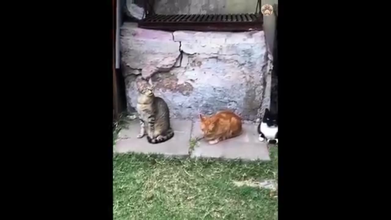 Funny cats