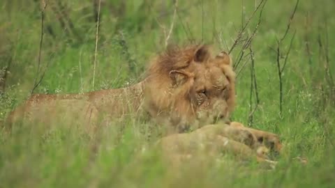 Male Lion with female lion 😍