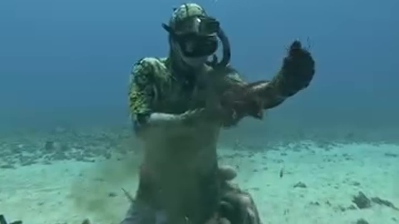 When octopus 🐙 fights back… underwater diaries