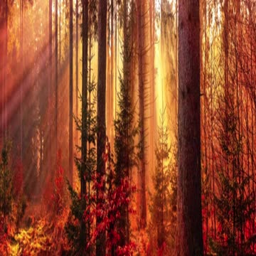 "Nature's Sanctuary: Guided Meditation for Deep Peace & Tranquility" #soothing #meditation #relaxing