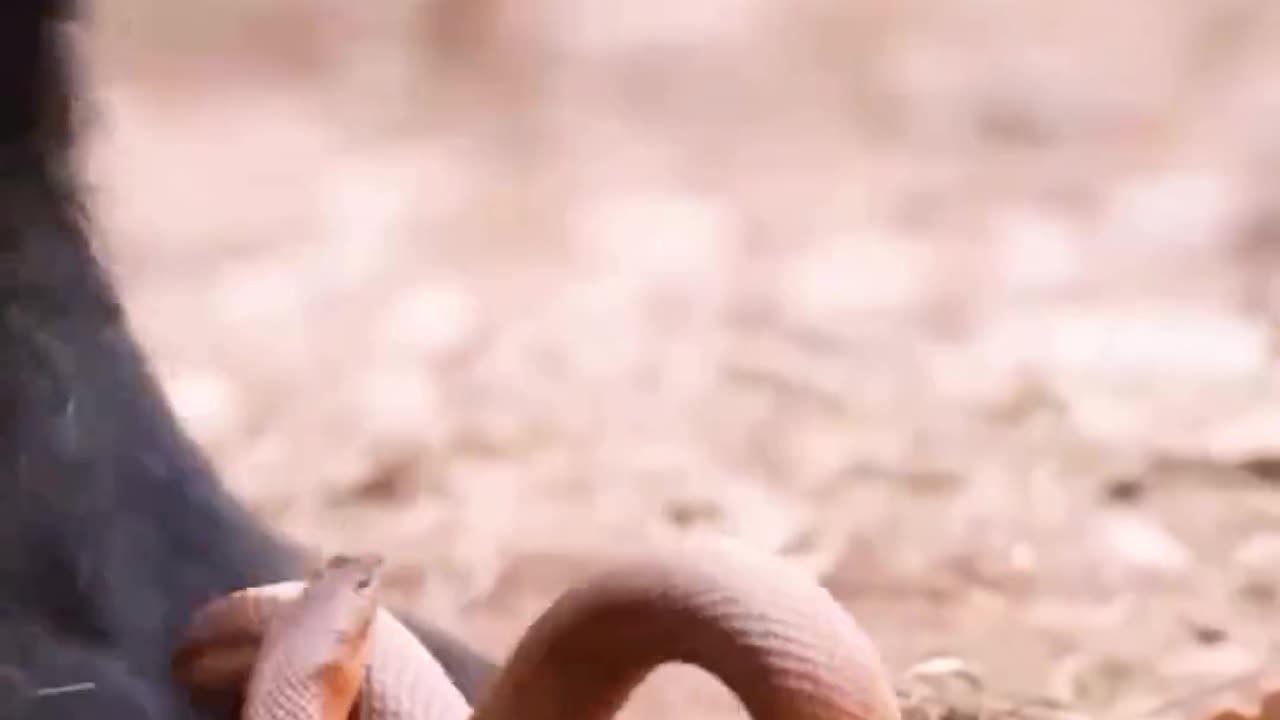The war between the badger and the snake