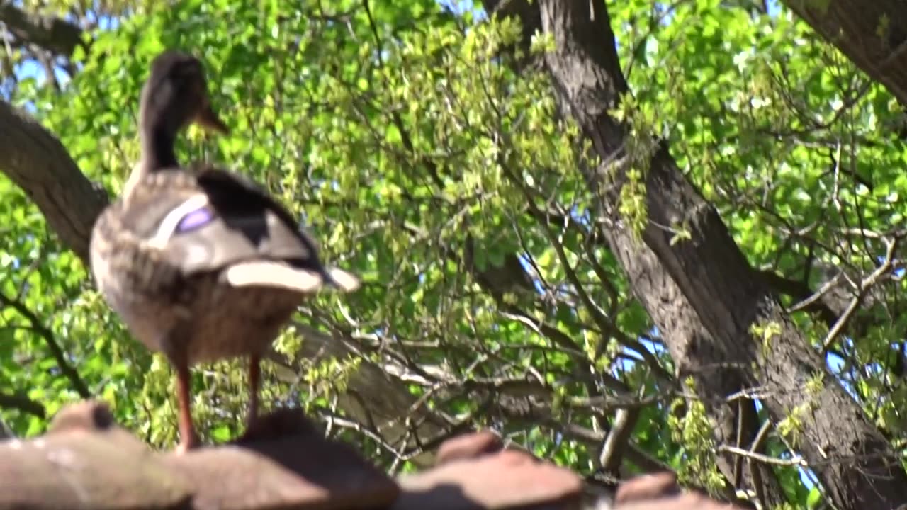 Vid Pålsjö mölla och damm. Helsingborg 21 Maj 2017