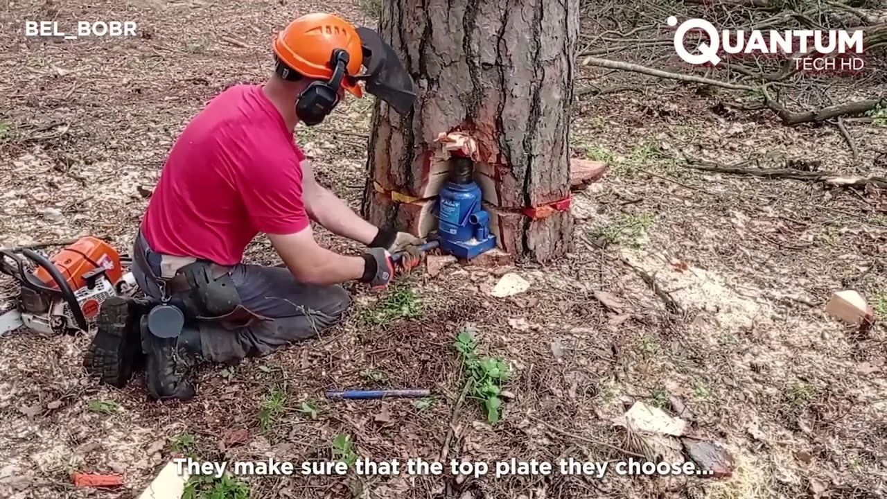 Amazing Tree Falling Technique with an Hydraulic Jack | by @belbobr