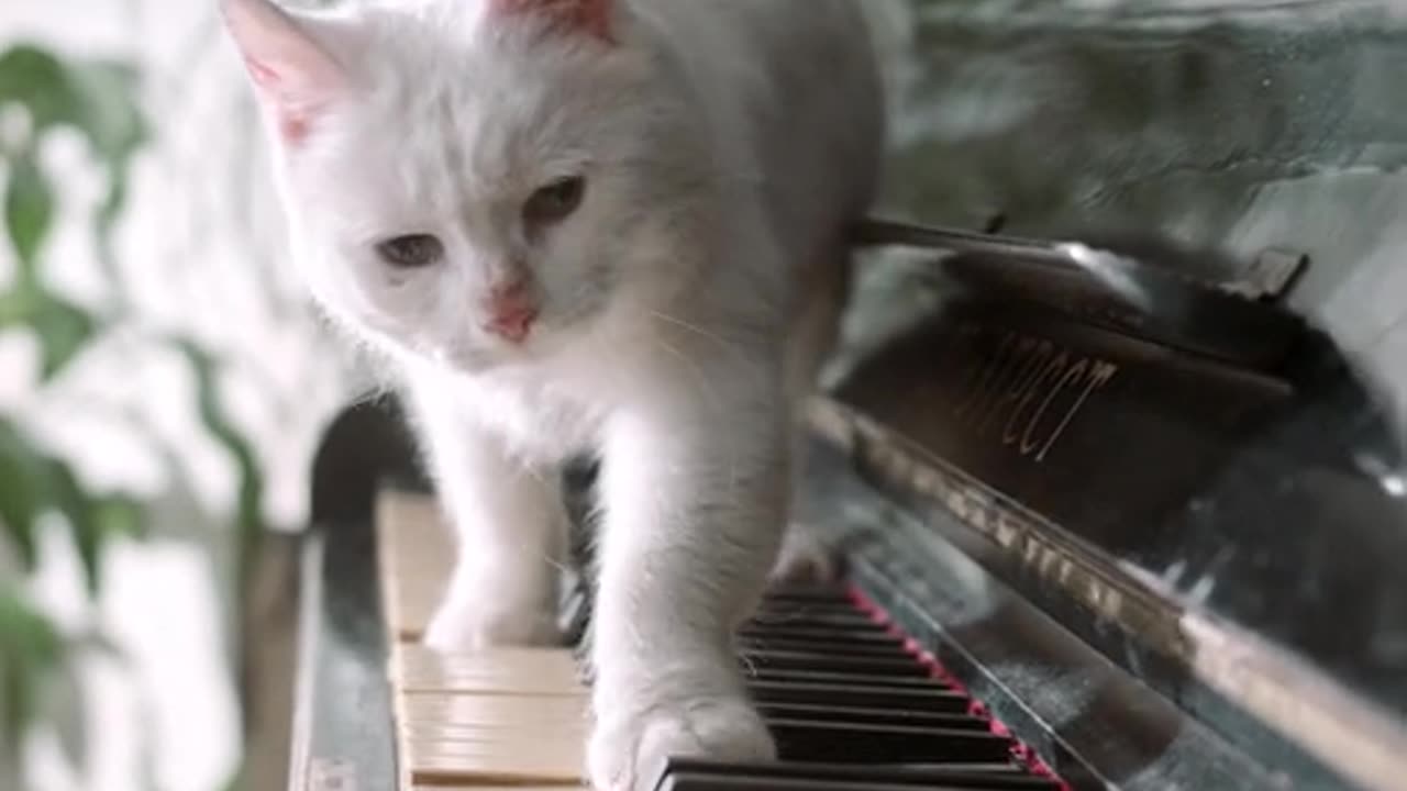 Cat playing the piano