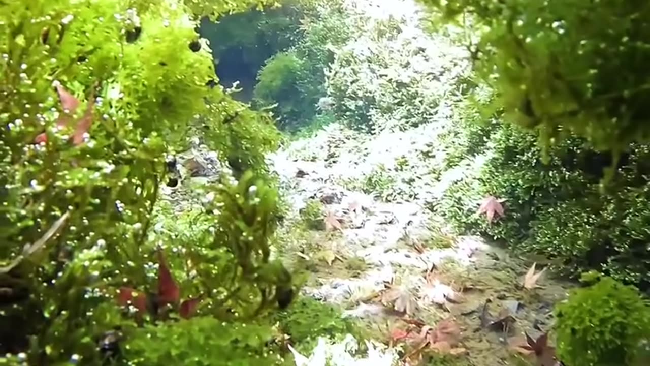 Natural view