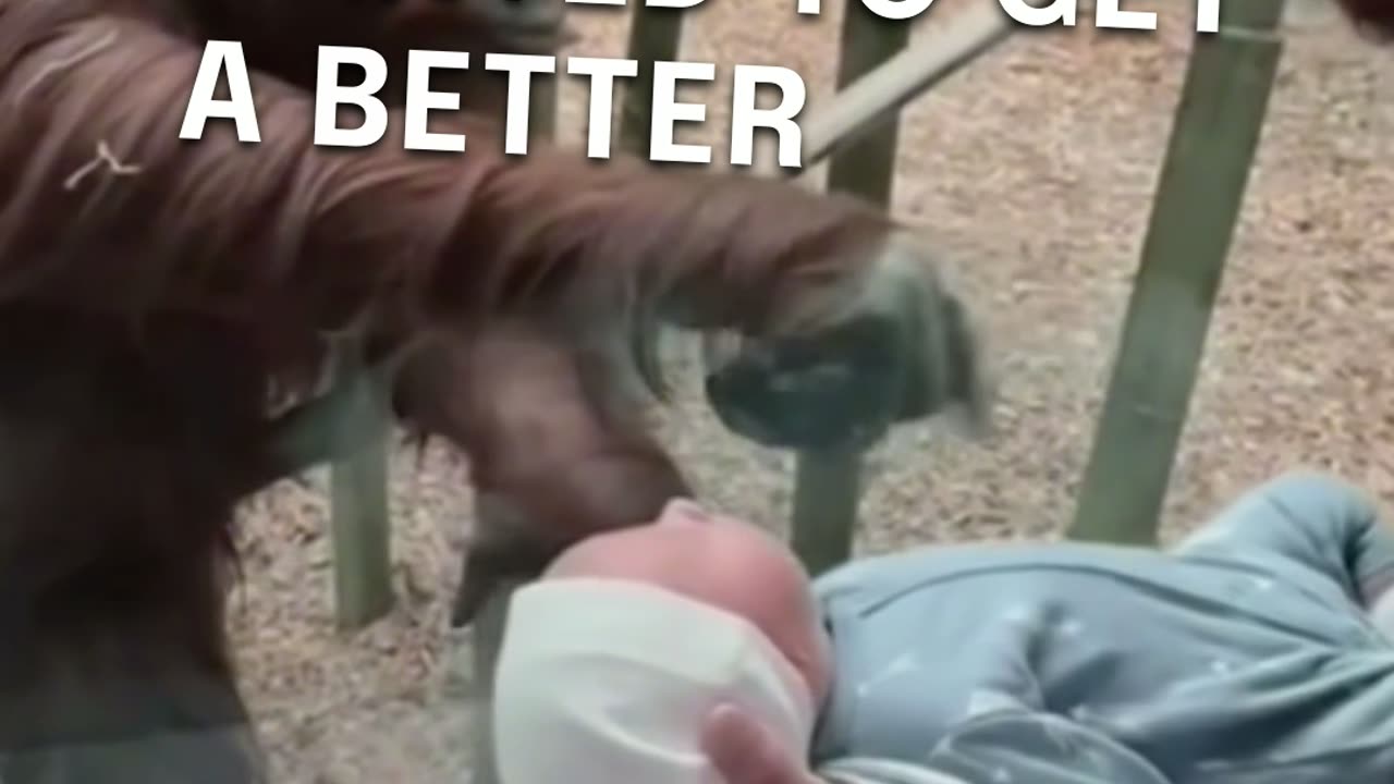 orangutan falls in love with babies😍❤️