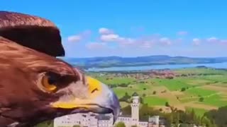 An eagle with a camera flying over the Neuschwanstein Castle In Germany