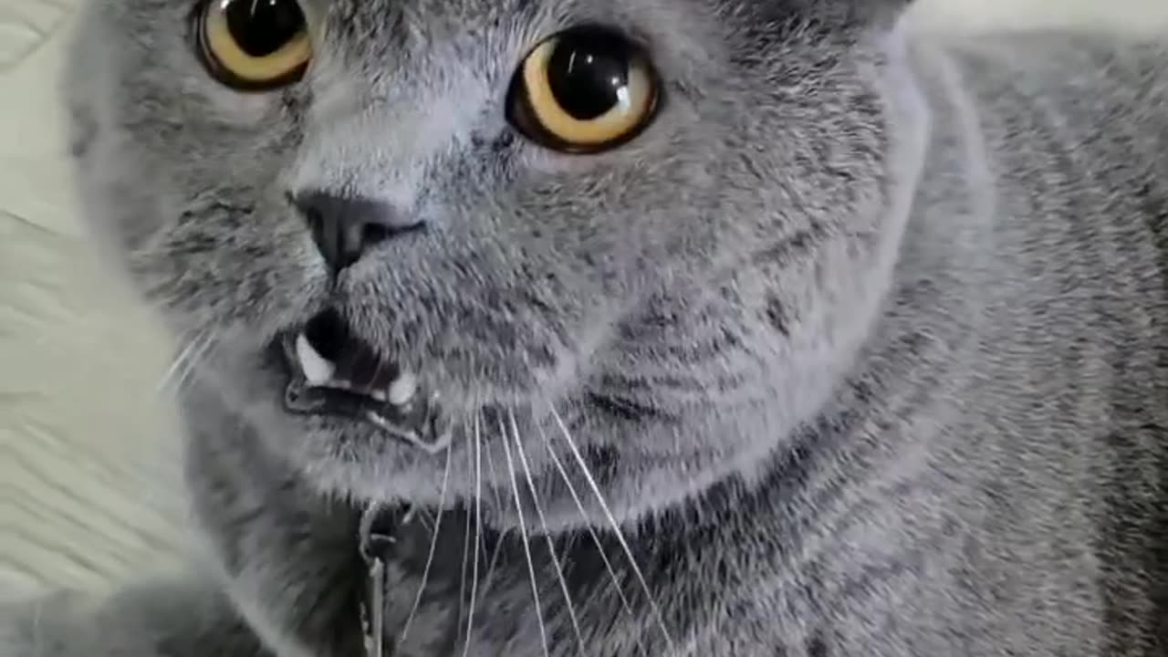 Funny and Cute Cats Videos #63