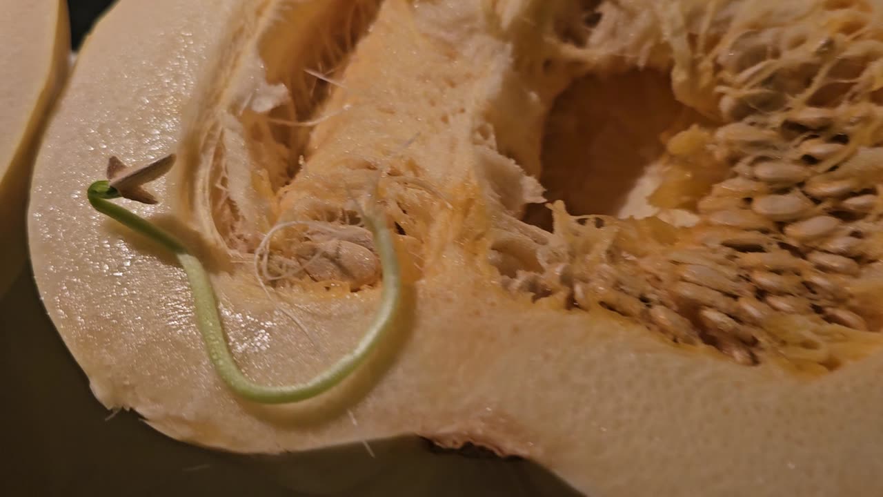 Signs of Life Inside the Ghost Pumpkin