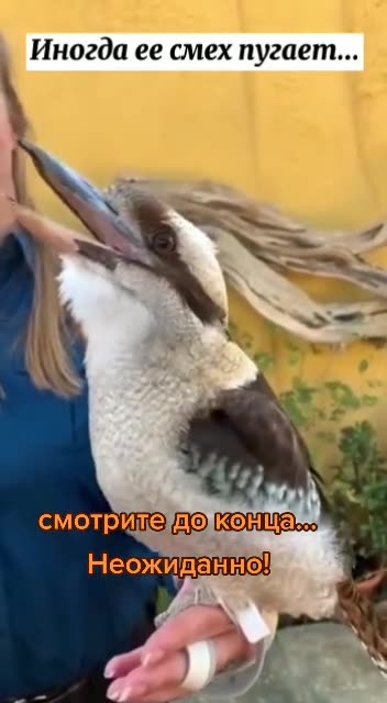 Kingfisher? The bird from Hitchcock movie?