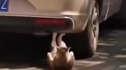 🙏❤️🎉🎉🎉🎊🎊🎊️SWEET AND FUNNY PETS SHOTS 🙏❤️❤️🎉🎉🎉🎊🎊🎊