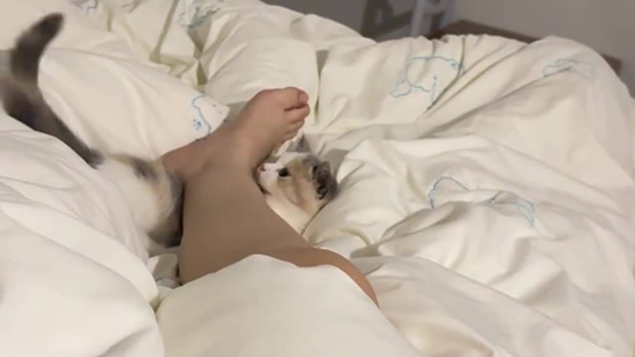 Funny and Cute Cats Videos #343