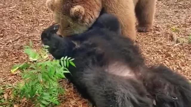 A video of two Bears having fun🐻🐻🐻